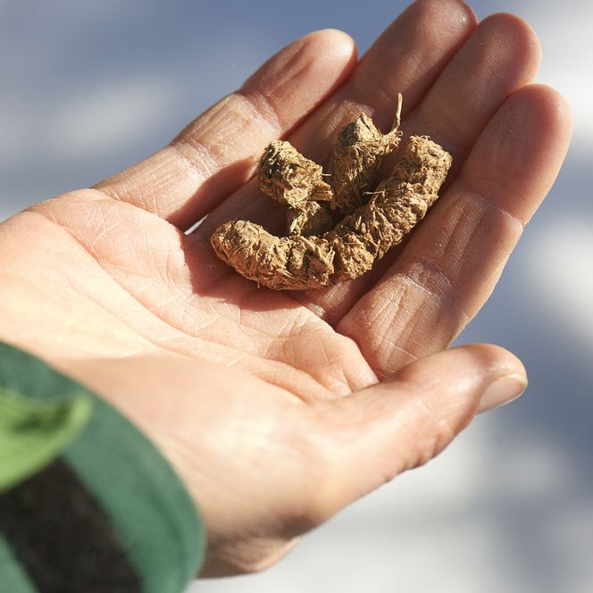 Rangerin hält gefundene Spuren eines Tieres aus dem Nationalpark Schwarzwald in der Hand