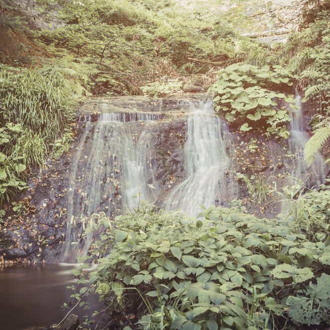 Bach im Wald im Schwarzwald