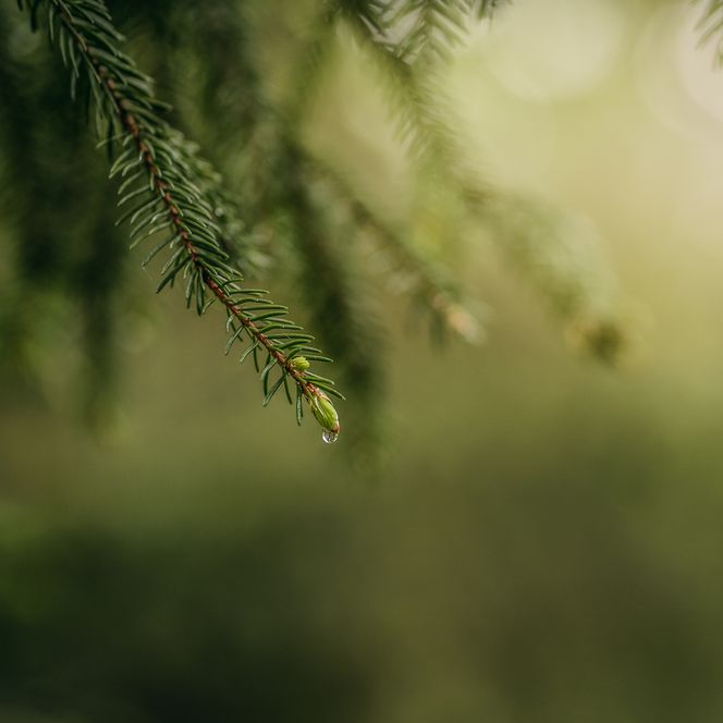 An einem Nadelbaum in Baiersbronn wachsen frische hellgrüne Spitzen