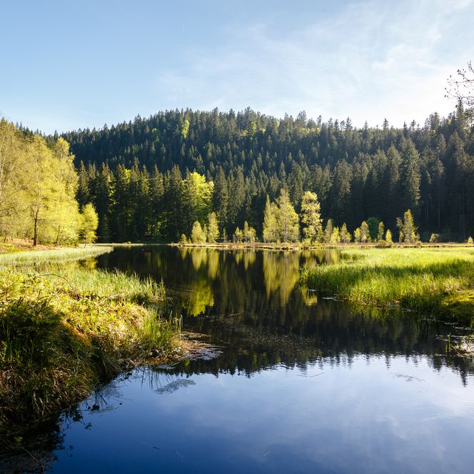 Sankenbachsee in Baiersbronn