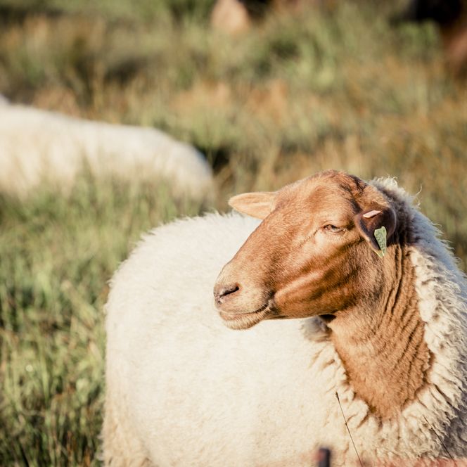 Schafe auf einer Wiese in Baiersbronn