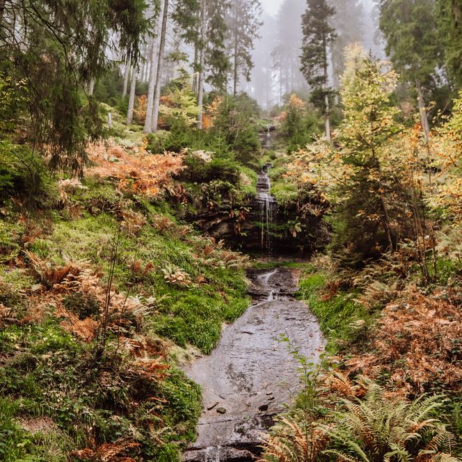 Wasserfall im Wald in Baiersbronn-Mitteltal