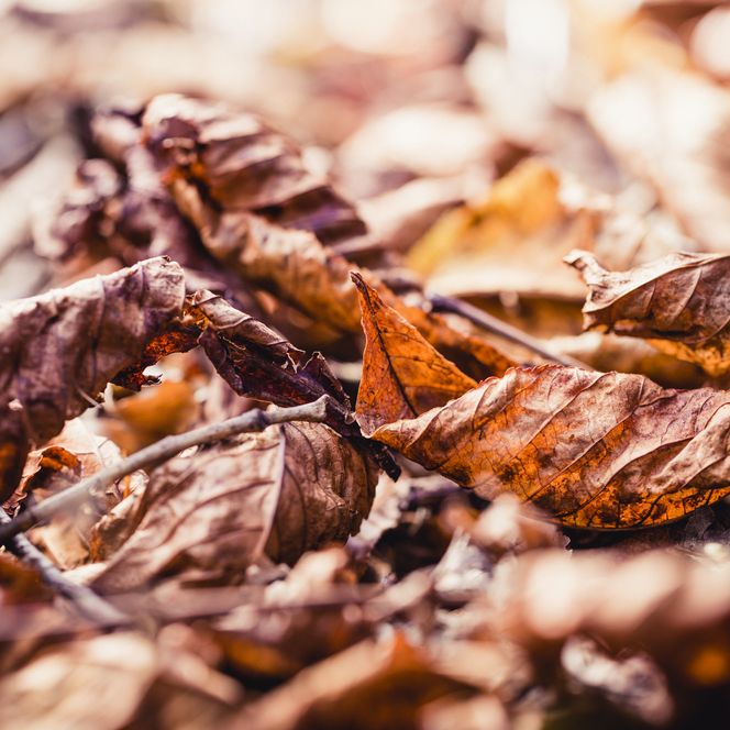 Braune Laubblätter liegen im Herbst auf dem Waldboden im Schwarzwald