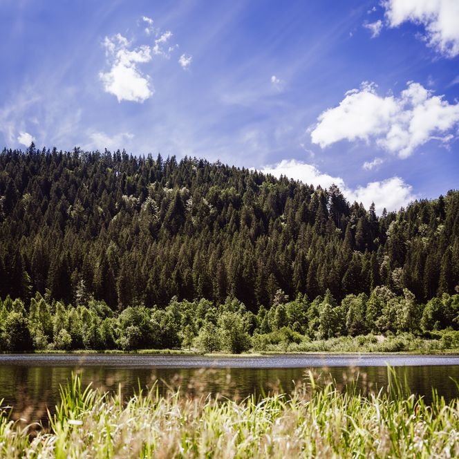 Sankenbachsee in Baiersbronn