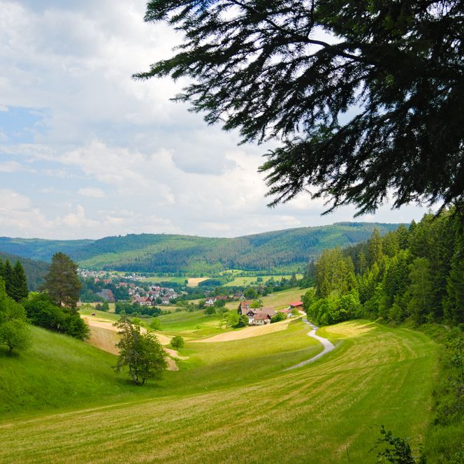 Wandern auf der Murgleiter mit Aussicht auf die Landschaft in Baiersbronn