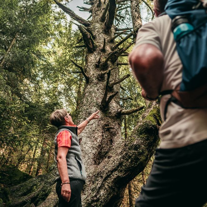 Wanderer betrachten einen Baum auf ihrer Wanderung im Nationalpark Schwarzwald