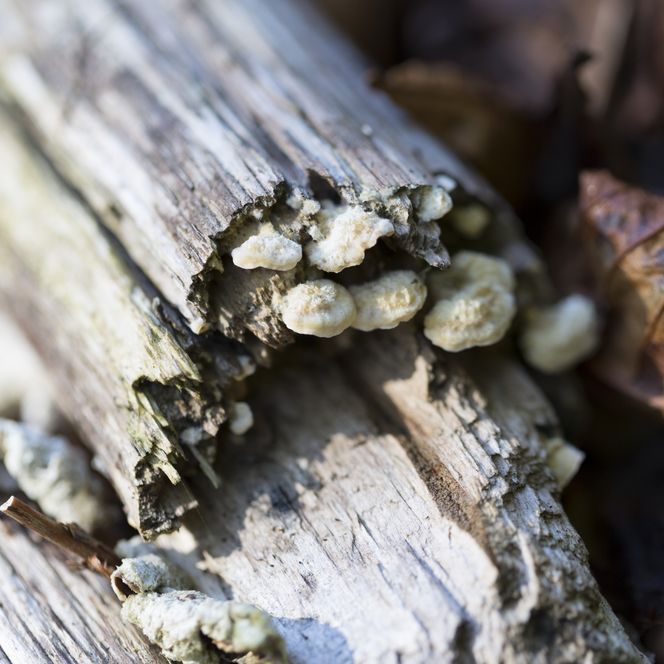 Pilzbefall an einem morschen Baumstamm im Wald