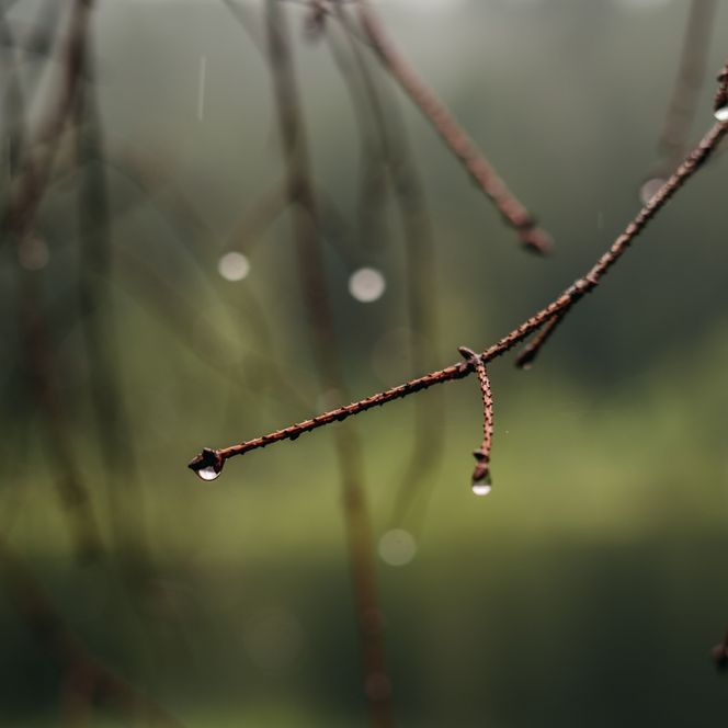 Wassertropfen hängen an der Spitze eines Astes