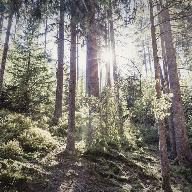 Wald im Schwarzwald im Herbst