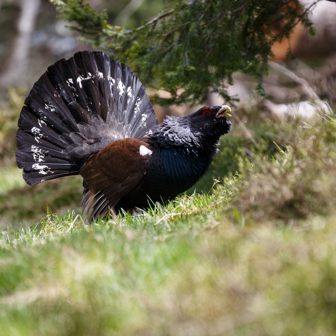 Ein Auerhahn im Nationalpark Schwarzwald