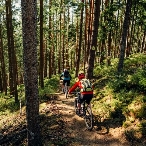 Zwei Mountainbiker fahren auf dem Schönblick-Trail in Baiersbronn