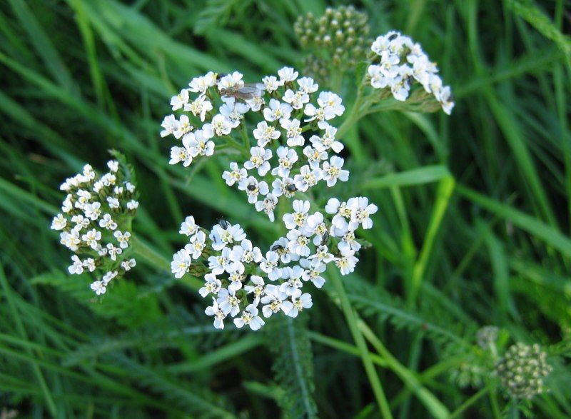 Schafgarbe aus dem Schwarzwald