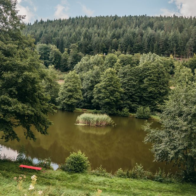 Teichanlage des Fischweihers in Friedrichstal