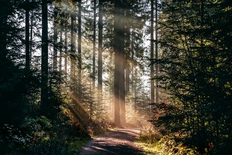 Die Sonne scheint zwischen den Bäumen im Baiersbronner Wald hindurch.