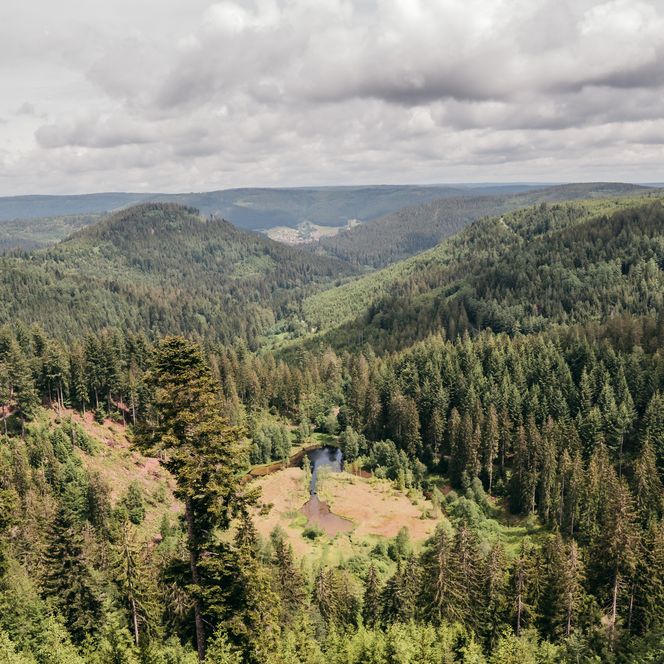 Der Ellbach aus der Sicht des Ellbachseeblicks im Nationalpark Schwarzwald
