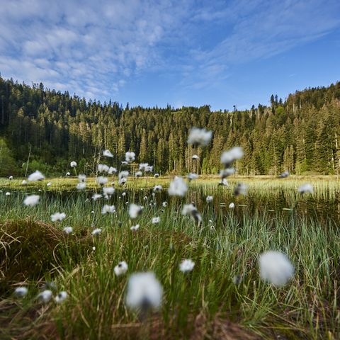 Blühende Pflanzen am Rande eines Sees im Nationalpark Schwarzwald