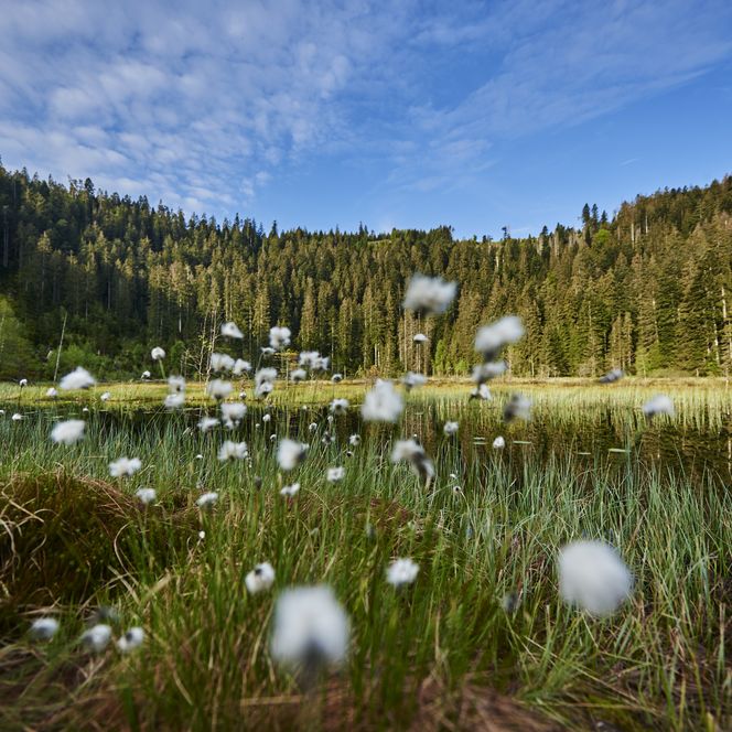 Blühende Pflanzen am Rande eines Sees im Nationalpark Schwarzwald