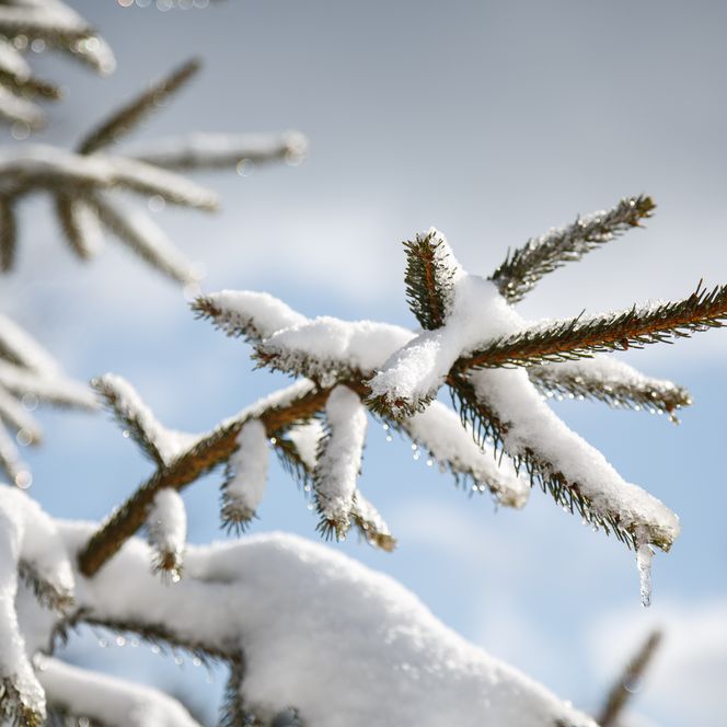 Schneebedeckte Zweige eines Nadelbaumes im Winter im Nationalpark Schwarzwald