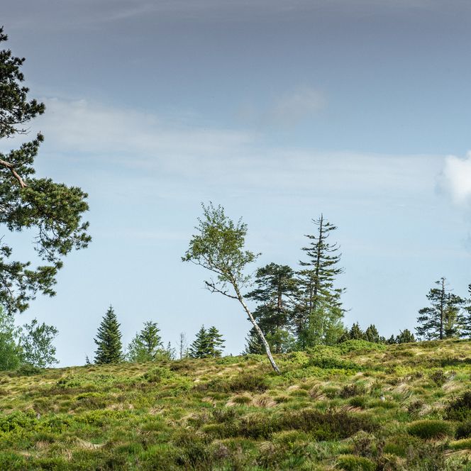 Grinde und Hochmoor am Schliffkopf