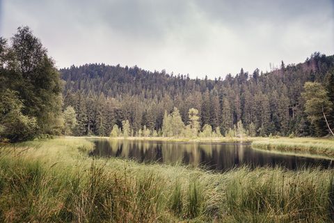 Der Buhlbachsee befindet sich in Obertal-Buhlbach und liegt im Nationalpark Schwarzwald.