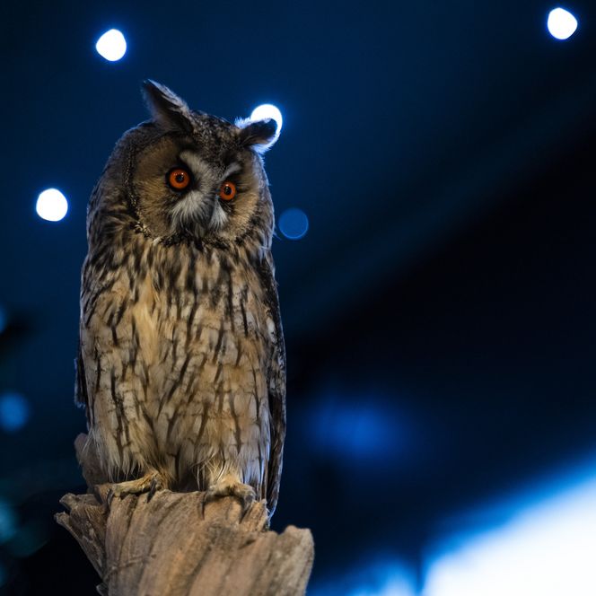 Eine Waldohreule in der Dauerausstellung des Nationalparkzentrums am Ruhestein