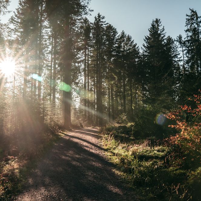 Sonnenstrahlen scheinen durch die Bäume auf einen Weg im Baiersbronner Wald