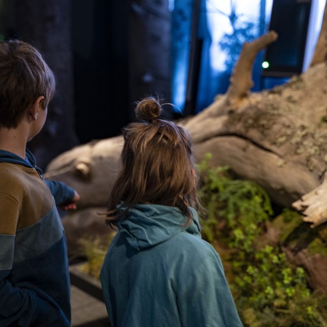 Kinder betrachten die Ausstellung im Nationalparkzentrum am Ruhestein