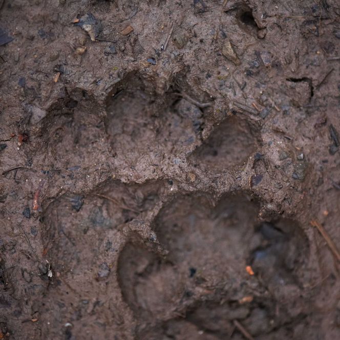 Tierspuren im Matsch im Nationalpark Schwarzwald