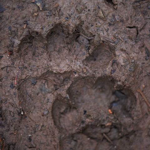 Tierspuren im Matsch im Nationalpark Schwarzwald