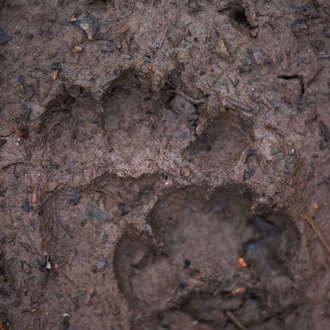 Tierspuren im Matsch im Nationalpark Schwarzwald