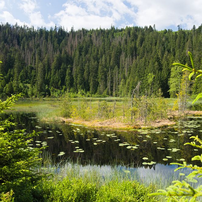 Huzenbacher See in Baiersbronn