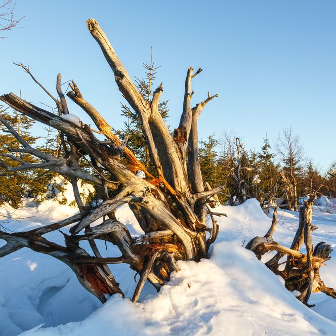 Lotharpfad im Nationalpark Schwarzwald im Winter