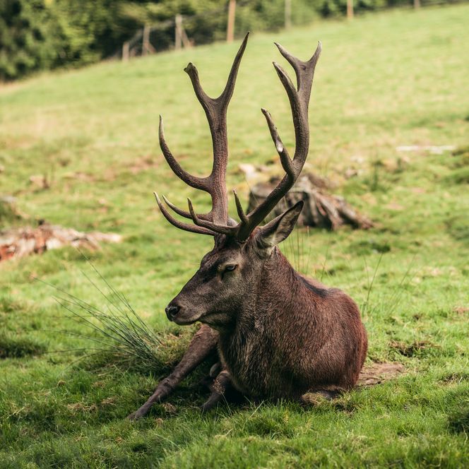 Ein Hirsch liegt im Wildgehege in Baiersbronn