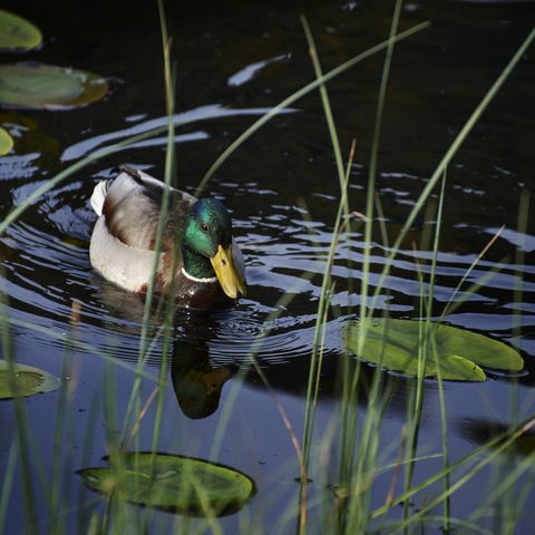Eine Ente schwimmt im Gewässer im Nationalpark Schwarzwald