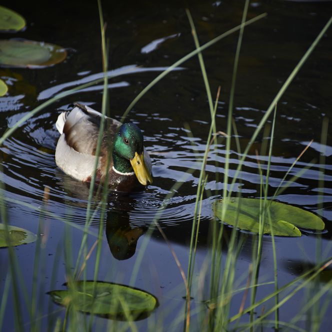 Eine Ente schwimmt im Gewässer im Nationalpark Schwarzwald