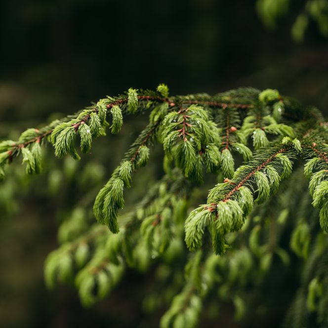 Fichtenspitzen an einer Fichte im Schwarzwald