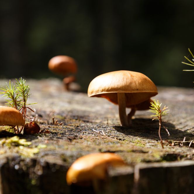 Pilzarten im Nationalpark Schwarzwald